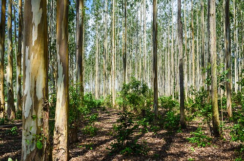 Standard Chartered Bank, Indian Army, NSG, and Bhumi plant 1 Million native trees across India